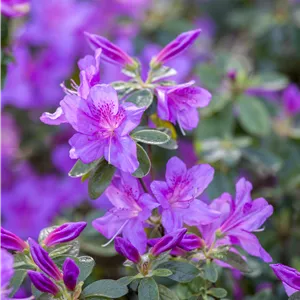 Rhododendron obt.'Haruko' III Rhododendron obt.'Haruko' III