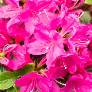 Rhododendron obt.'Kermesina' II Rhododendron obt.'Kermesina' II