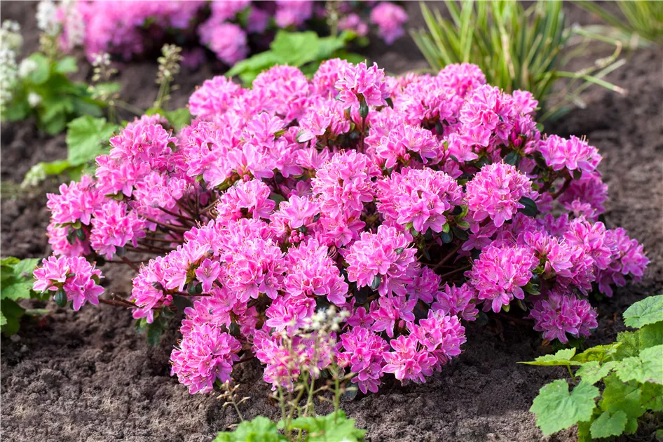 Rhododendron obtusum 'Kermesina Rose'