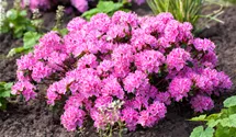 Rhododendron obt.'Kermesina Rose' II