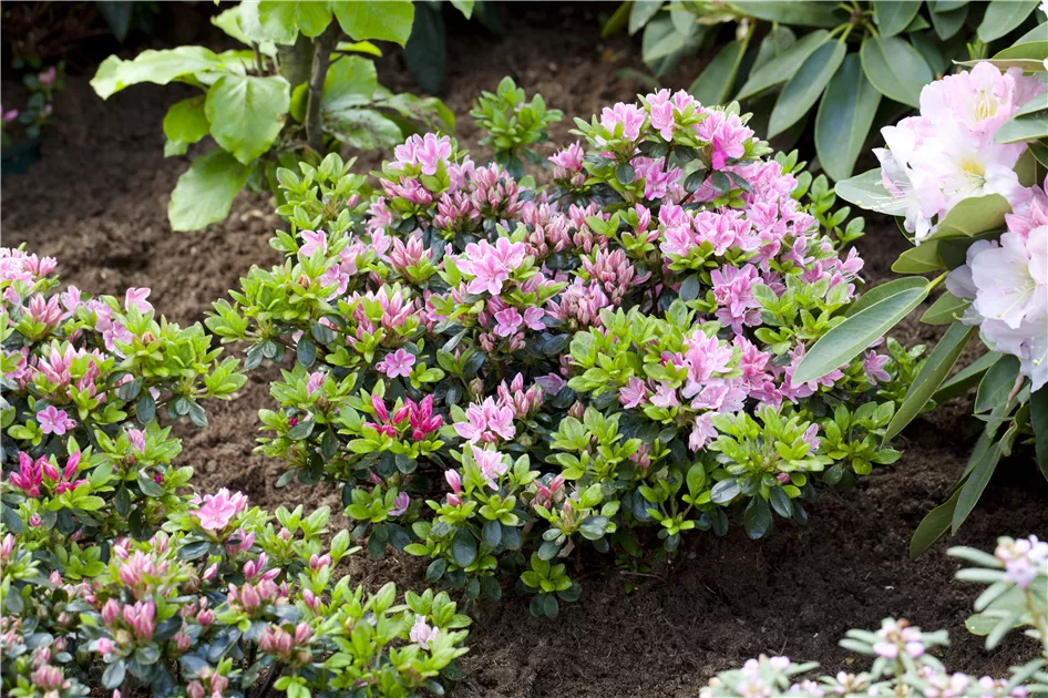 Rhododendron obtusum 'Rokoko'