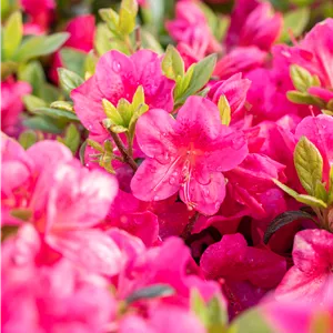 Rhododendron obt.'Little Red' II