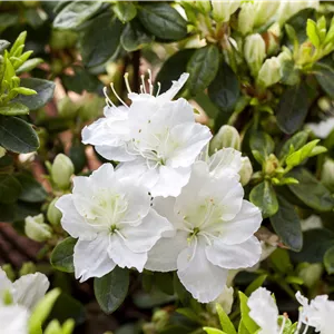 Rhododendron obtusum 'Schneewittchen'