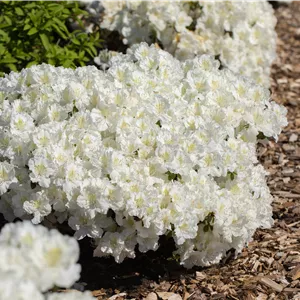 Rhododendron obt.'Maischnee' -R- III