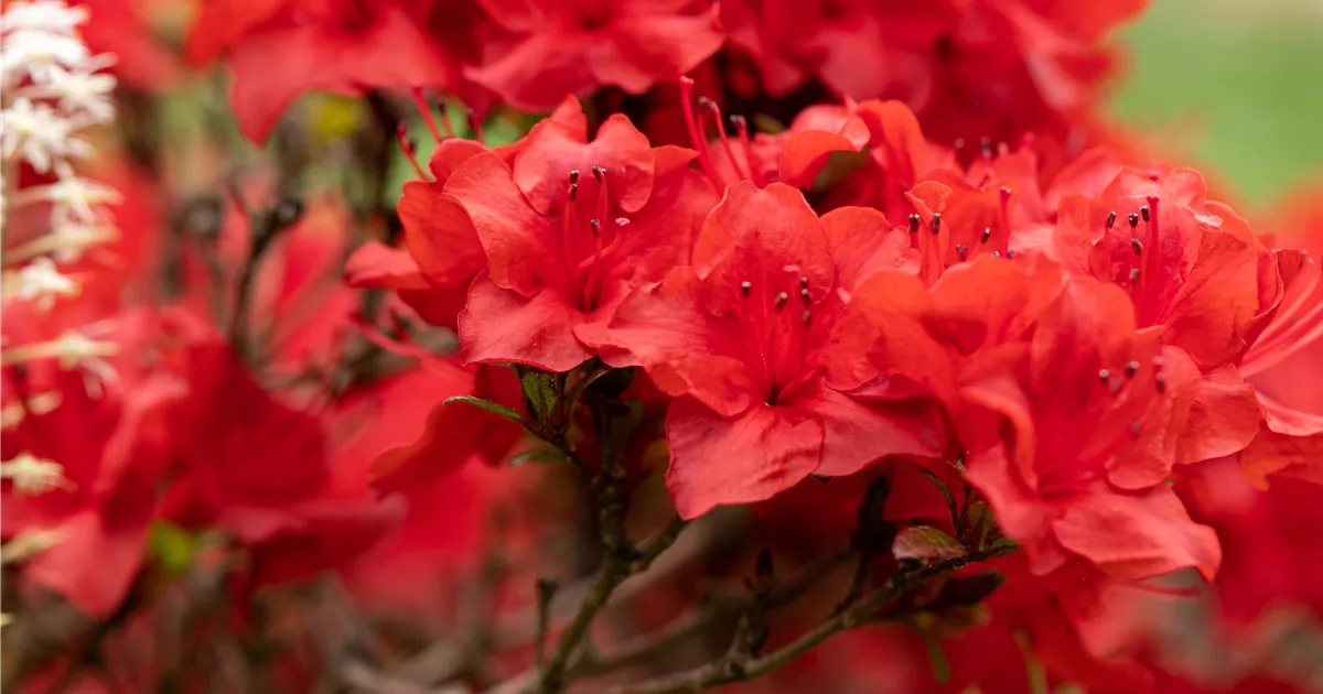 Rhododendron obtusum 'Maraschino'