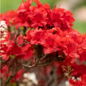 Rhododendron obt.'Maraschino' -R- II