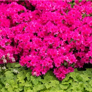 Rhododendron obt.'Melina' III