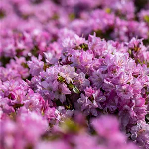 Rhododendron obt.'Negligé' -R- II