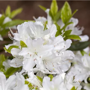 Rhododendron obt.'Palestrina' I