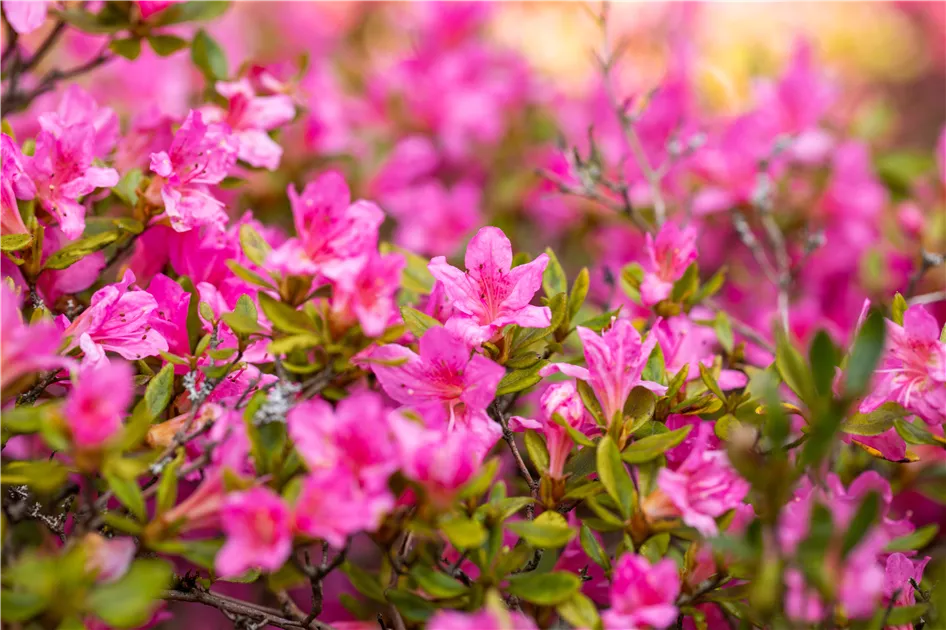 Rhododendron obtusum 'Petticoat'