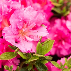 Rhododendron obt.'Petticoat' -R- III