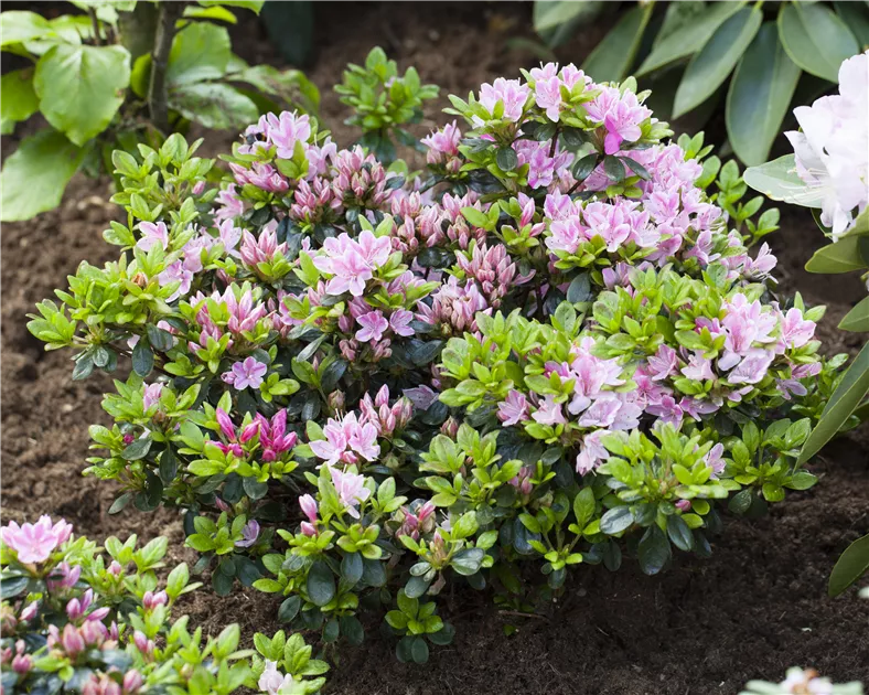 Rhododendron obt.'Rosinetta' -R- III