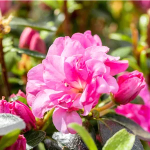 Rhododendron obt.'Rosinetta' -R- III