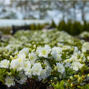 Rhododendron obt.'Schneeperle' -R- III