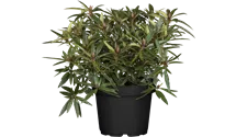 thuja teddy Thuja occidentalis Teddy
