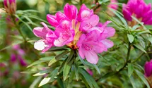 Rhododendron ponticum 'Graziella' III