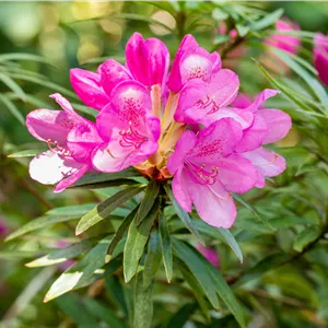 Rhododendron ponticum 'Graziella'