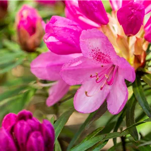 Rhododendron ponticum 'Graziella' III Rhododendron ponticum 'Graziella' III