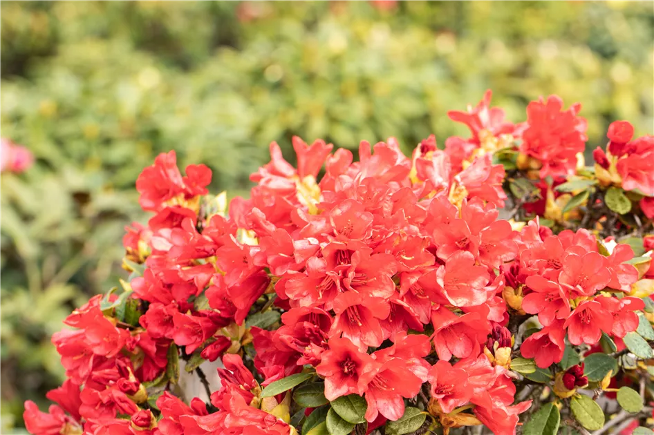 Rhododendron repens 'Baden-Baden' I