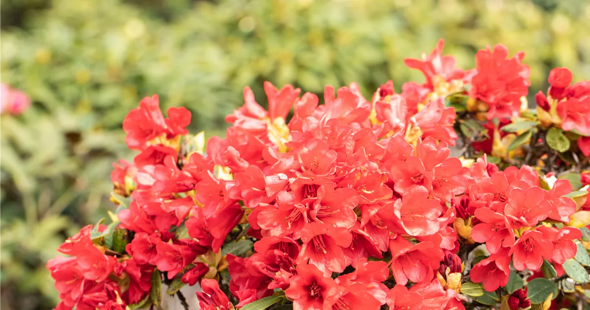 Rhododendron repens 'Baden-Baden' I