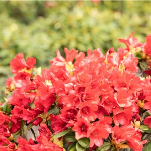 Rhododendron repens 'Baden-Baden'