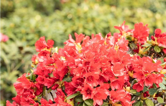 Rhododendron repens 'Baden-Baden'