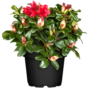Rhododendron repens 'Scarlet Wonder'