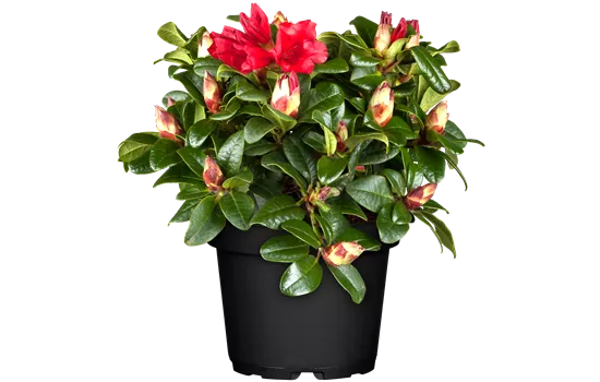 Rhododendron repens 'Scarlet Wonder'