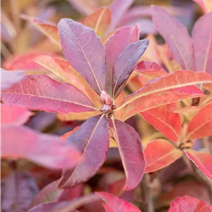 Rhododendron luteum 'Jolie Madame'