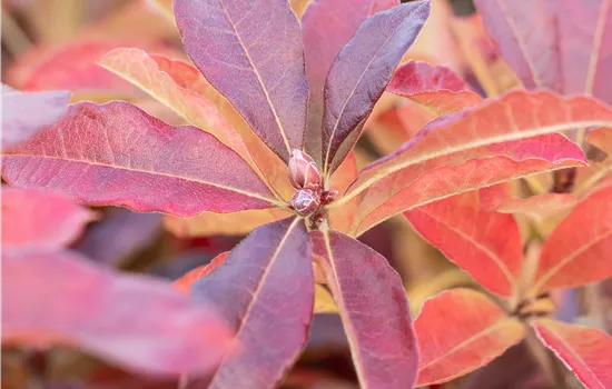 Rhododendron luteum 'Jolie Madame'