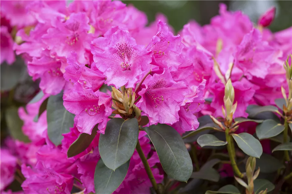 rhododendron patty bee Preorder Rhododendron 'Patty Bee' main image 1