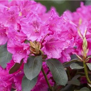 Rhododendron williams.'August Lamken' I