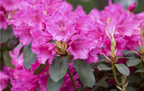 Rhododendron williams.'August Lamken' I
