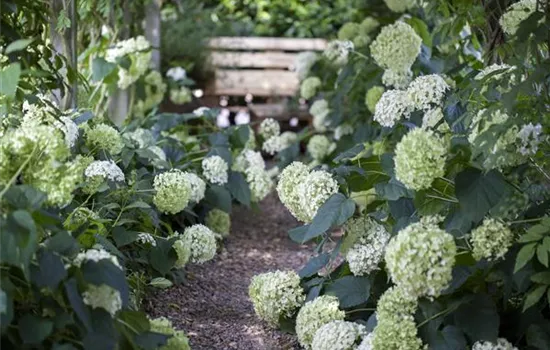 Shade Garden – Design Tips