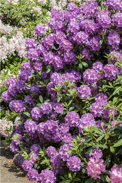Rhododendron Hybr.'Alfred' III