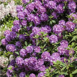 Rhododendron Hybr.'Alfred' III Rhododendron Hybr.'Alfred' III