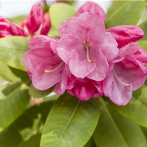 Rhododendron williams.'Gartendir. Glocker' I
