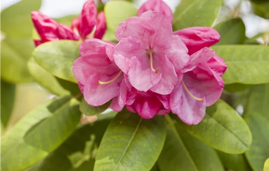 Rhododendron williams.'Gartendir. Glocker' I