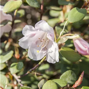 Rhododendron williams.'Jackwill' I