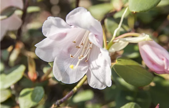 Rhododendron williams.'Jackwill' I