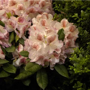 Rhododendron 'Belami'®