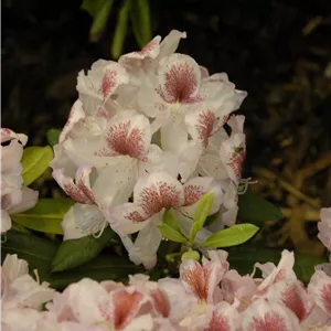 Rhododendron Hybr.'Belami' -R- IV Rhododendron Hybr.'Belami' -R- IV