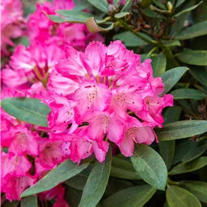 Rhododendron williams.'Lissabon' I