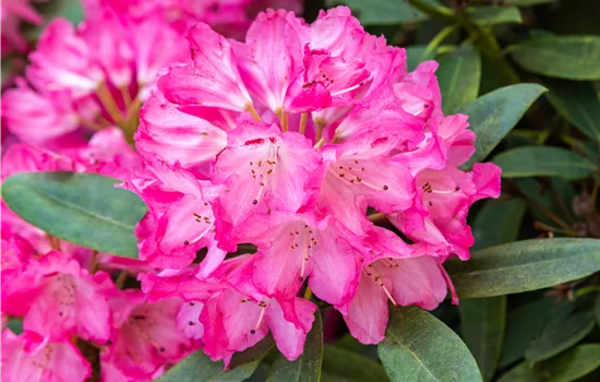 Rhododendron williams.'Lissabon' I