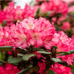 Rhododendron 'Berliner Liebe'
