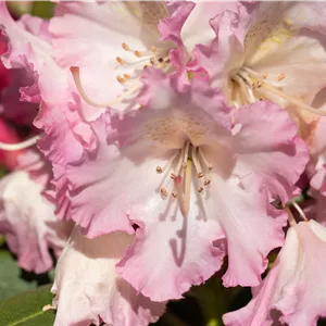 Rhododendron Hybr.'Berliner Liebe' IV Rhododendron Hybr.'Berliner Liebe' IV