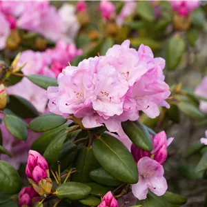 Rhododendron williams.'Vater Böhlje' I