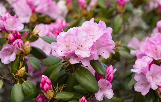 Rhododendron williams.'Vater Böhlje' I