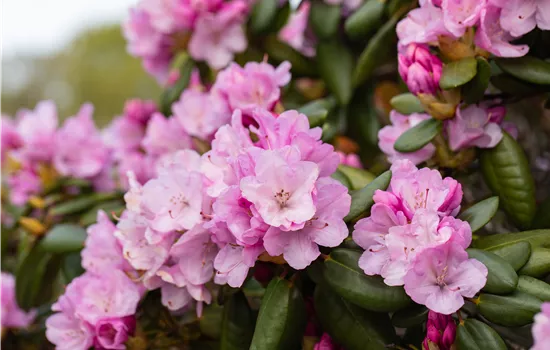 Rhododendron williams.'Vater Böhlje' I
