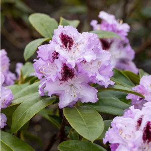 Rhododendron Hybr.'Blue Peter' II Rhododendron Hybr.'Blue Peter' II